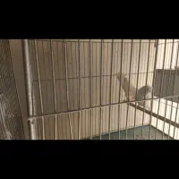 مرغ عشق پروانه ای شرابی|پرنده|برخوار, |دیوار