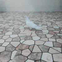 بندر امام خمینی