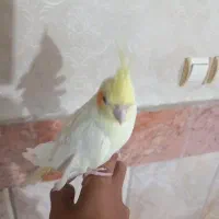سن ۱ساله