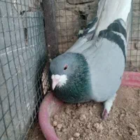 کبوتر‌بدرنگ.خرقه‌وگلین‌سرقدیمی|پرنده|اصفهان, روشن‌دشت|دیوار