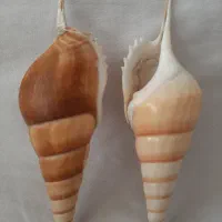 صدف مخروطی