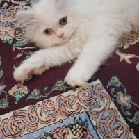 فروش بچه گربه پرشین
