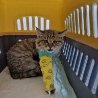 دکتر دامپزشک در محل