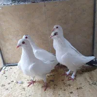 کفترخوشکل قیمت دونه ایی ۱۰۰تومن