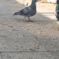 پنج جفت مسافتی جفتی پنصد