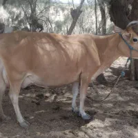 گاو فرروشی