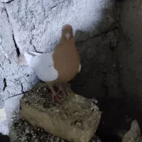 کفتر سینه زرد پرتقالی|پرنده|کازرون, |دیوار