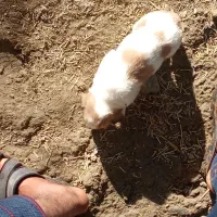 سگ ژرمن دسل