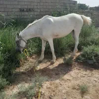 مگطوع|اسب و تجهیزات اسب‌سواری|اهواز, اسماعیلیه|دیوار