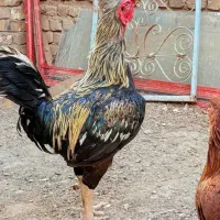خروس