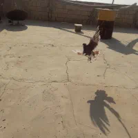 کبوتردمگیرگلین.. سیاپشت|پرنده|حبیب آباد, |دیوار