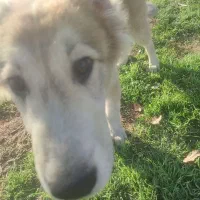 سلام . توله سرابی نر ۶۵روز|سگ|خاوران, |دیوار