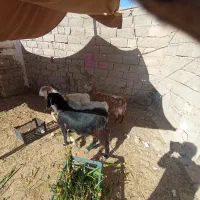 کهره نر سه تا یکی ماده.|حیوانات مزرعه|کرمان, |دیوار