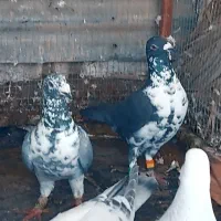 بزک سینه سفید آس