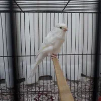 فروش قناری نر