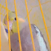 1000000|پرنده|سیرجان, |دیوار