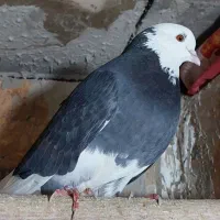 یک جفت کفتر شازده نر وماده