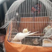 تعداد ۵عددپرنده عروس هلندی فروشی|پرنده|تهران, بازار|دیوار