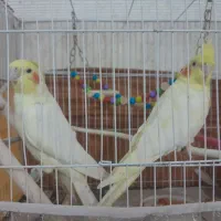 عروس هلندی جفت مولد