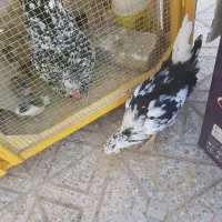 فروش ۲۰ عدد جوجه گلین ۱۰ روزه زیر مرغ