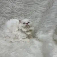 گربه پرشین|گربه|کرمانشاه, |دیوار