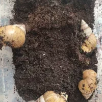 خاویار حلزون