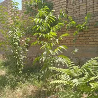 زمین مسکونی همراه با خانه نیمه ساخت و درختان میوه|فروش خانه و ویلا|آشخانه, |دیوار