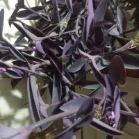 گل طبیعی  قاشقی وبنفش