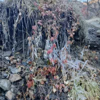 نهالستان تازه