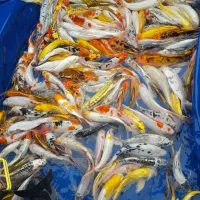 ماهی کوی مولد