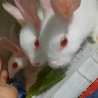 فروش بچه خرگوش و خرگوش بالغ