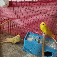 جفت مرغ عشق مولد