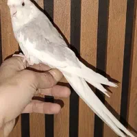 عروس هلندی نر و ماده