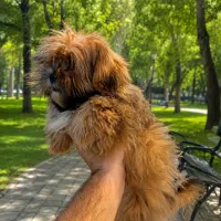 توله پامرشیتزو