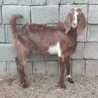 کهره|حیوانات مزرعه|وحدتیه, |دیوار