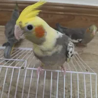 عروس هلندی نر و ماده دو ماه و نیم دستی|پرنده|تنکابن, |دیوار