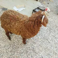 فروش فوری گوسفند