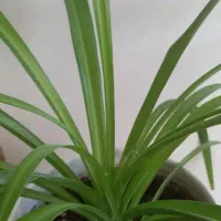 وسایل منزل|حراج|سنندج, |دیوار