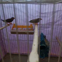 جفت فنچ زبرا سرحال و آماده