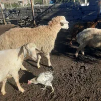 قوچ برای دمازدغ