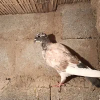 کبوتر|پرنده|مینودشت, |دیوار