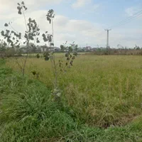 زمین کشاورزی عینک بر جاده ۱۲۰۰ متری|فروش زمین و ملک کلنگی|رشت, نخودچر|دیوار