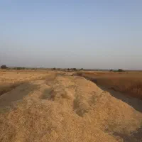 کاه|لوازم جانبی حیوانات|جیرفت, |دیوار