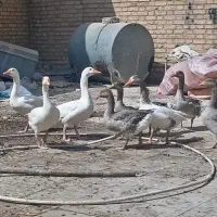 غاز و اردک|حیوانات مزرعه|اهواز, امانیه|دیوار