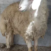 ذبح گوسفند زنده و گوسفند خونی