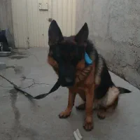 ژرمن اصیل|سگ|بشاریات, |دیوار