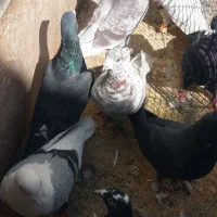 کفتر|پرنده|بختگان, |دیوار