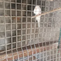 مرغ عشق|پرنده|خاش, |دیوار