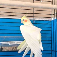 عروس هلندی
