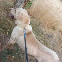 پژدر|سگ|دیواندره, |دیوار